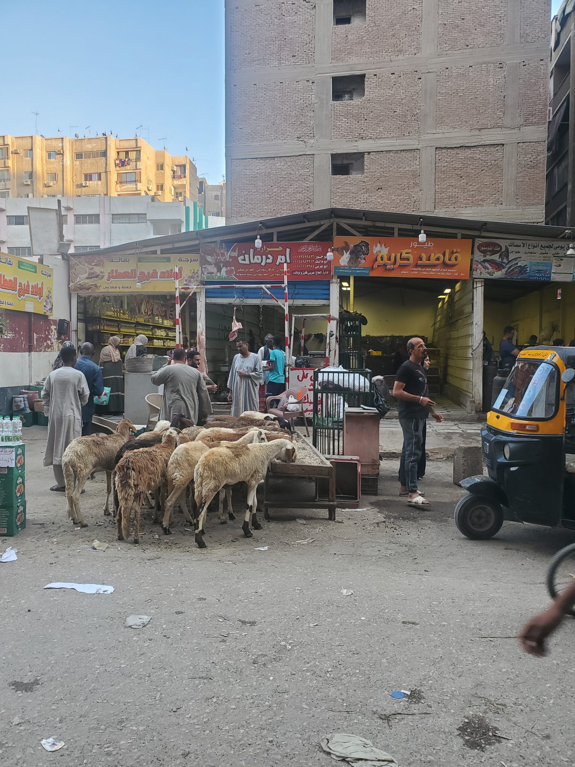 displaced-sudanese-in-egypt