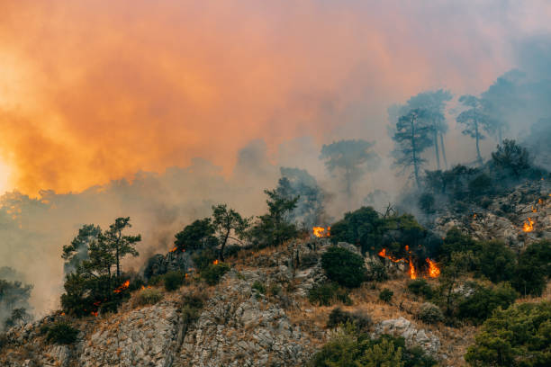 Gqeberha Wildfire